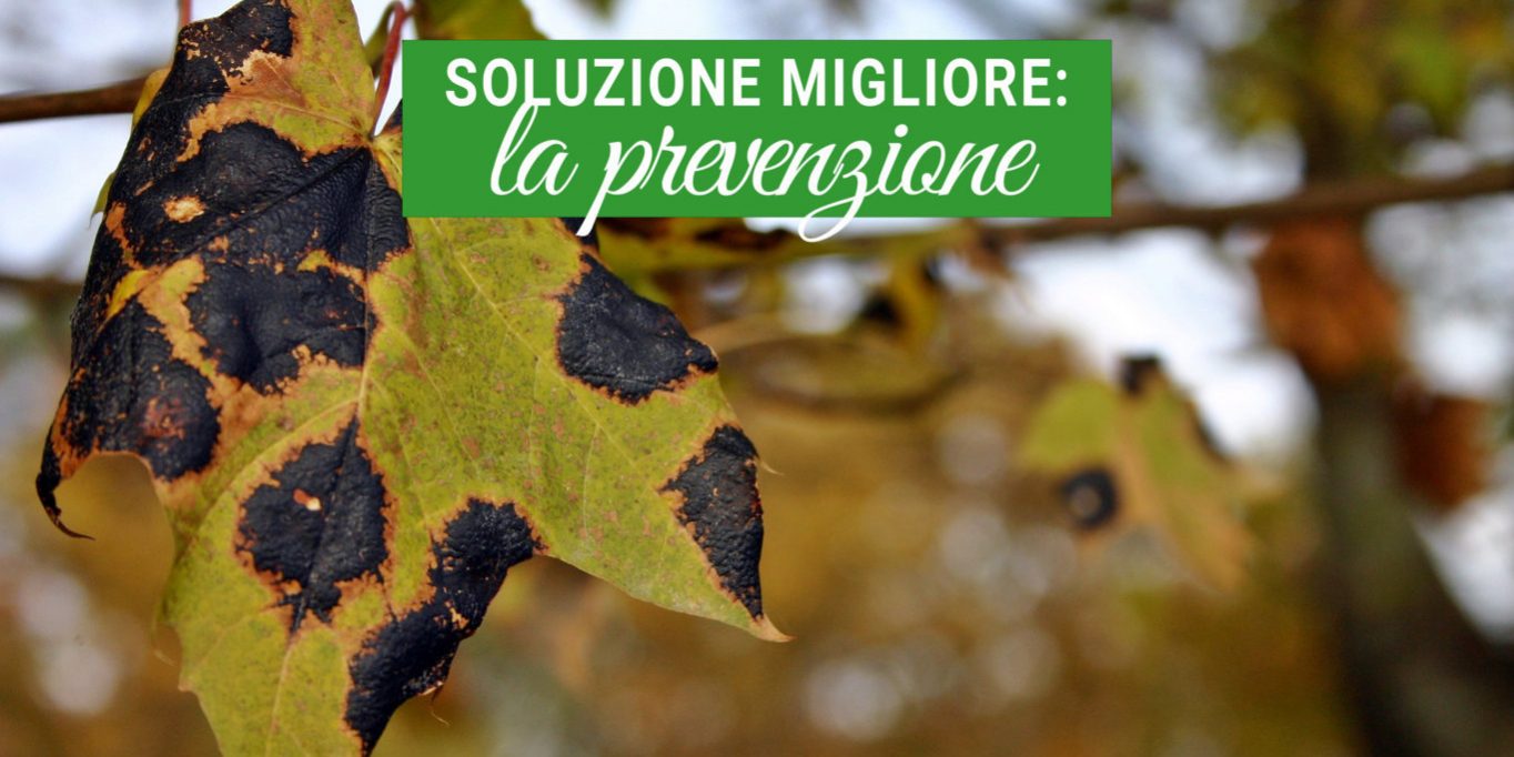 malattie-piante le principali malattie delle piante