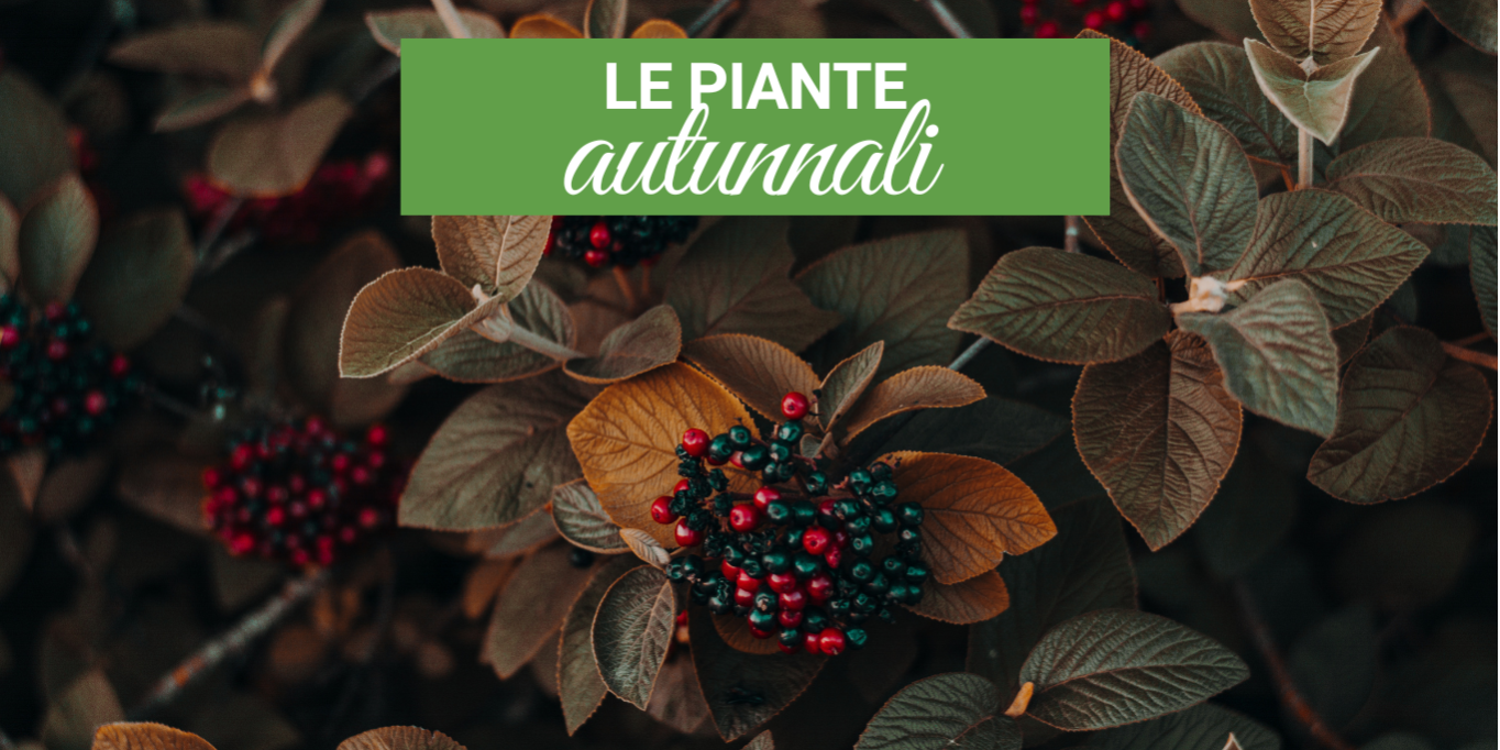 PIANTE AUTUNNALI